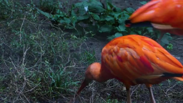 Close Scarlet Ibis Searching Ground — Stock Video