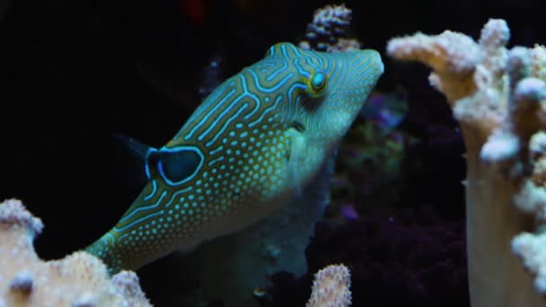 Puffer Hal Úszik Korallok Felett Közelről — Stock videók