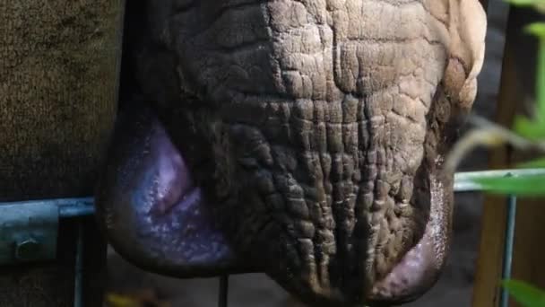 Rhino Fechar Cabeça — Vídeo de Stock