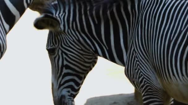 Sluiten Van Zebra Kop — Stockvideo