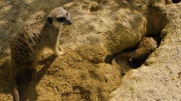 Gros Plan Meerkat Regardant Dehors Jouant — Video