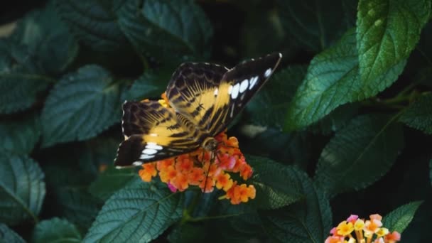 Nahaufnahme Von Parthenos Sylvia Schmetterling Der Auf Einer Blume Sitzt — Stockvideo