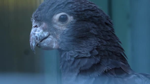 Крупный План Головы Попугая Шеи Открывает Свой Клюв Широко Язык — стоковое видео