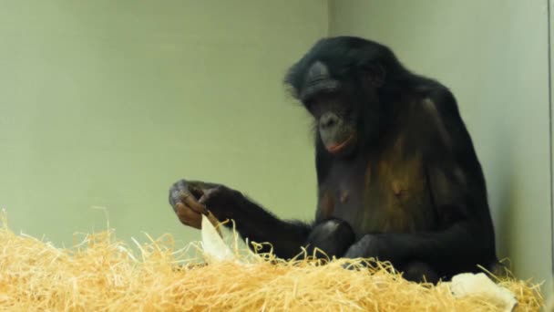 Primo Piano Bonobo Guardarsi Intorno — Video Stock