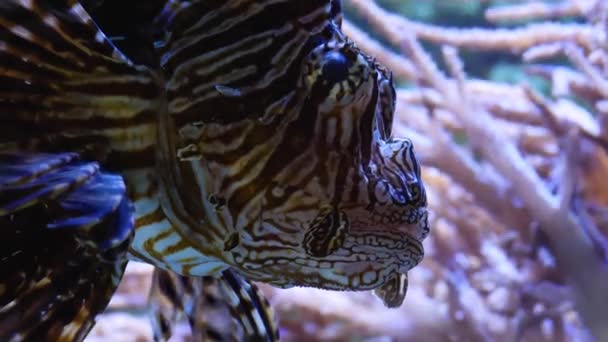 Lionfish Close Head Side — Stock Video