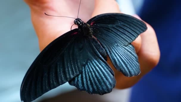 Primer Plano Una Gran Mariposa Mormona Una Mano — Vídeos de Stock