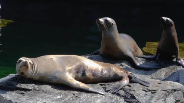 Close Two Sea Lions Rock — Stock Video