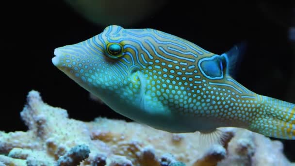 Puffer Fish Swimming Coral Close — Stock Video