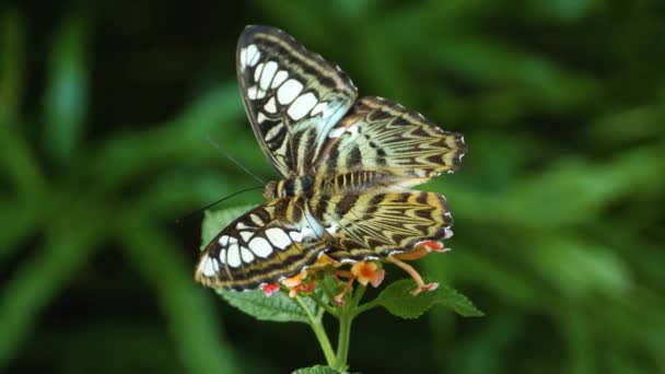 Primer Plano Mariposa Parthenos Sylvia Sentada Una Flor — Vídeos de Stock