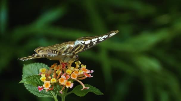 Nahaufnahme Von Parthenos Sylvia Schmetterling Der Auf Einer Blume Sitzt — Stockvideo