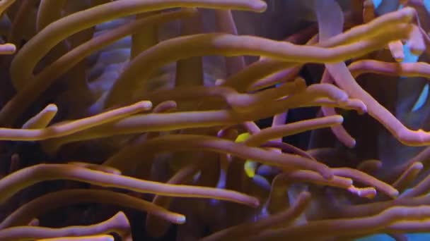 Deniz Şakayığı Usulca Sallanır — Stok video