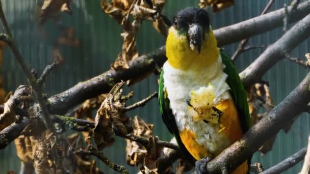 Zwartkoppapegaai Die Een Tak Zit Een Stok Kauwt — Stockvideo