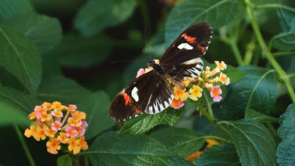 Primer Plano Macro Disparo Una Mariposa Cartero Recogida Néctar — Vídeos de Stock