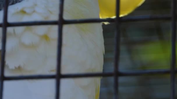 Крупним Планом Голова Папуги Какао Парканом — стокове відео