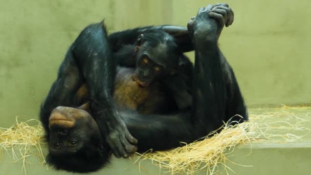 Közeli Kép Egy Bonobo Majom Etetés Baba — Stock videók