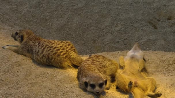 Close Van Meerkat Kijken Uit Spelen — Stockvideo