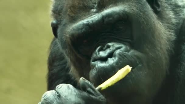 Sluiten Van Gorilla Houden Een Stok Een Hand Kauwen Schors — Stockvideo