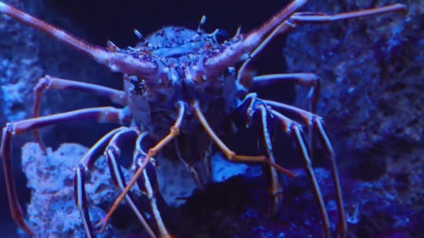 Tracking Shot Spiny Lobster Close — Stock Video