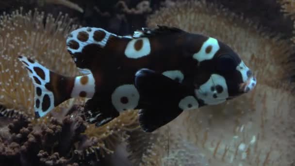 Arrecife Coral Arlequín Labio Dulce Pescado Escupe Guijarros — Vídeo de stock