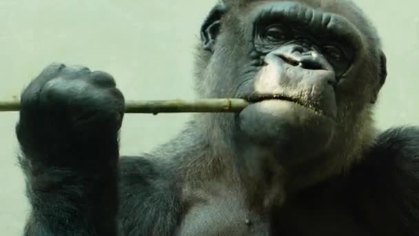 Primo Piano Del Gorilla Che Tiene Bastone Una Mano Mastica — Video Stock