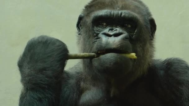 Acercamiento Del Gorila Sosteniendo Palo Una Mano Masticando Corteza Palo — Vídeos de Stock