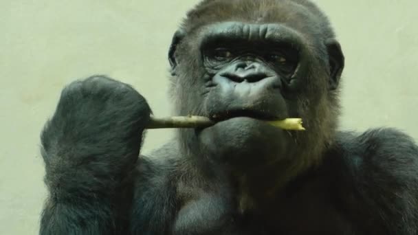 Närbild Gorilla Hålla Pinne Ena Handen Tugga Barken Pinne Och — Stockvideo