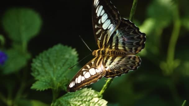 花の上に座ってパルテノスシルビア蝶の閉じる — ストック動画