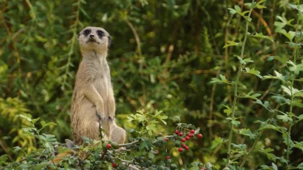 Närbild Meerkat Tittar Och Spelar — Stockvideo