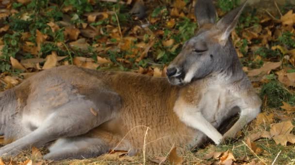 Känguru Som Ligger Ett Gräsbevuxet Område Och Kopplar — Stockvideo