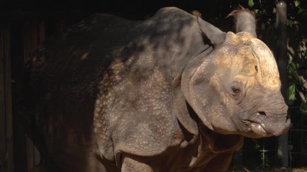 Rhino Fechar Cabeça — Vídeo de Stock