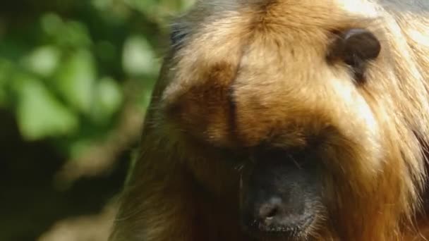 Profile Golden Howler Monkey Moving Its Head Looking — Stok Video