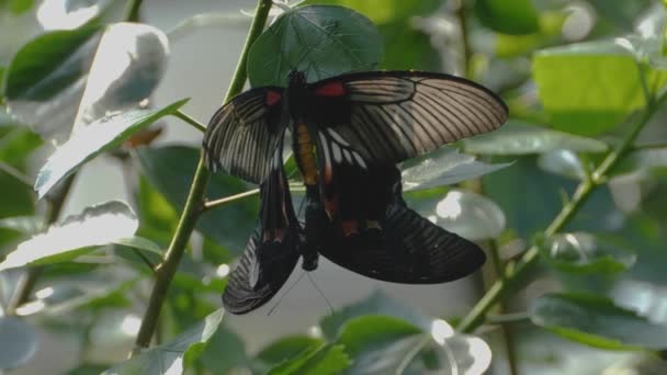 Dos Mariposas Mimicry Estera Una Rama Con Zoom Lento — Vídeo de stock