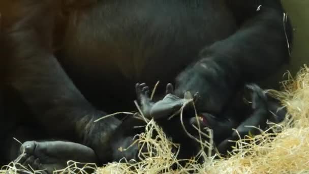 Närbild Gorilla Baby Och Mor — Stockvideo