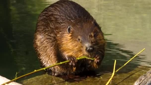 Gros Plan Castor Mangeant Écorce — Video