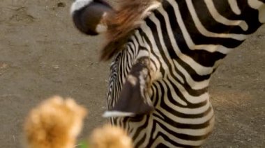Zebra başına yakın çekim
