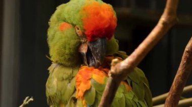 Yeşil bir papağan tüneğe oturmuş, başını eğip kanatlarını tımar ediyor..