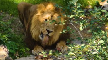 Güneşli bir günde Aslan 'ın tavuk yediği yakın plan.