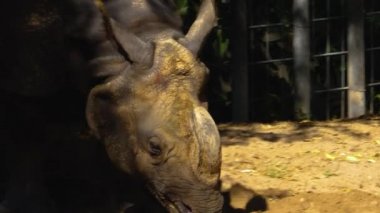 Güneşli bir günde gergedanın kapanışı