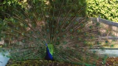 Tavus kuşu açık kuyruk tüyleriyle yeşil bir alanda duruyor.