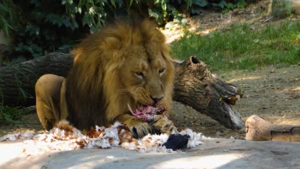 在阳光明媚的日子里吃鸡肉的狮子近身 — 图库视频影像