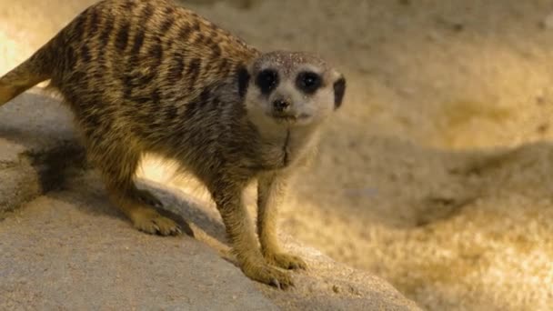 Gros Plan Meerkat Regardant Dehors Jouant — Video