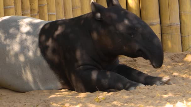 Nahaufnahme Eines Malaysischen Tapirs — Stockvideo