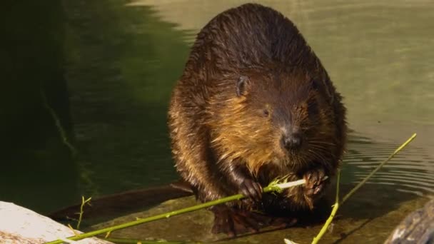 Gros Plan Castor Mangeant Écorce — Video