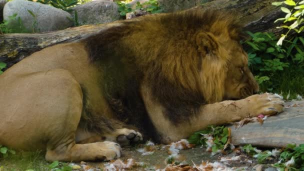 Gros Plan Lion Mangeant Poulet Par Une Journée Ensoleillée — Video