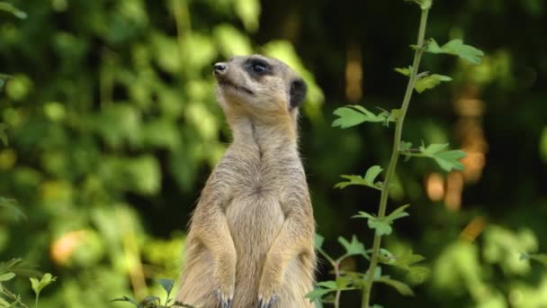 Zblízka Meerkat Při Pohledu Ven Hlídání — Stock video