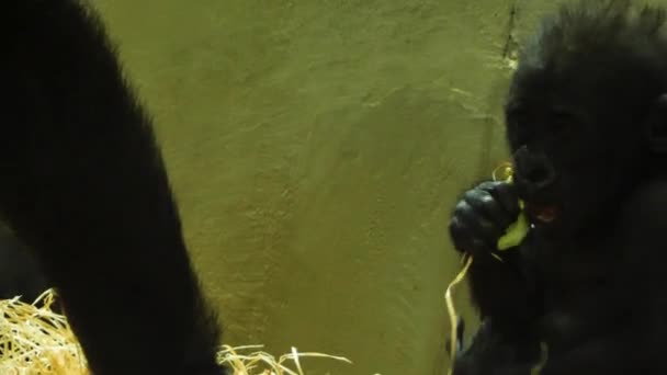 Babygorilla Sitter Mot Vägg Äter Ett Löv Och Lite Halm — Stockvideo