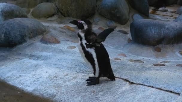 Close Humboldt Penguin Looking Sunny Day — Stock Video