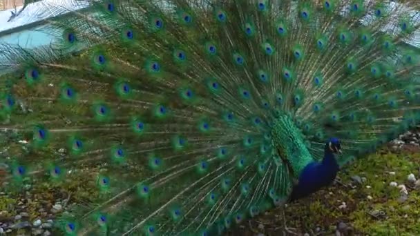 孔雀站在绿地里 尾巴上有敞开的羽毛 — 图库视频影像