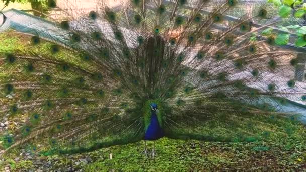Peacock Berdiri Lapangan Hijau Dengan Bulu Ekor Terbuka — Stok Video