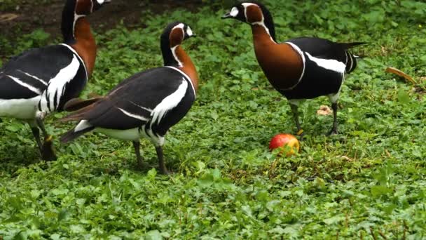 Deux Oies Poitrine Rouge Commencent Picorer Les Uns Les Autres — Video